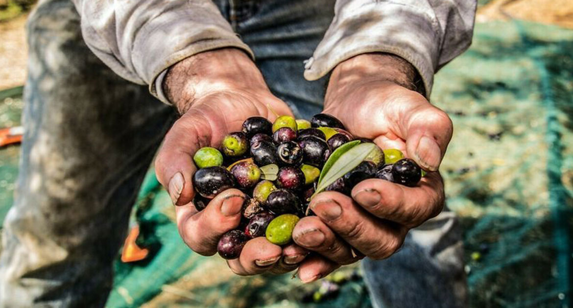 raccolta delle olive siciliane